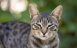 Chat non identifié : que risque-t-on ?