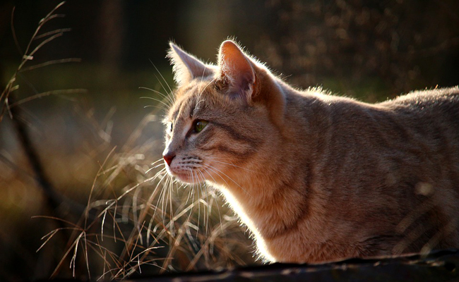 Un chat a-t-il la notion du temps ?