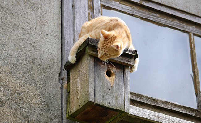 Les chats sont-ils responsables du déclin des oiseaux à travers le monde ?