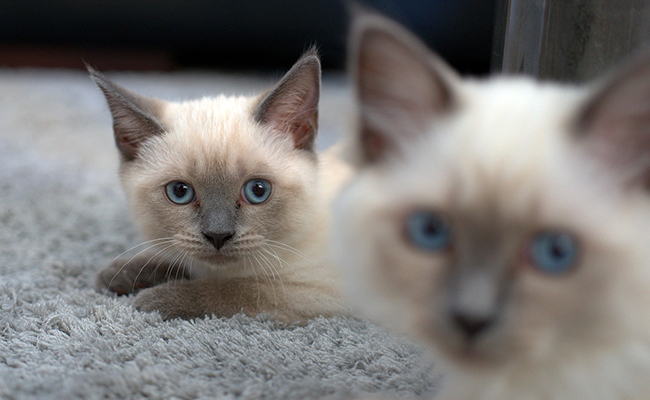 Élevage de chats de race : qu'est-ce que l'outcrossing ?