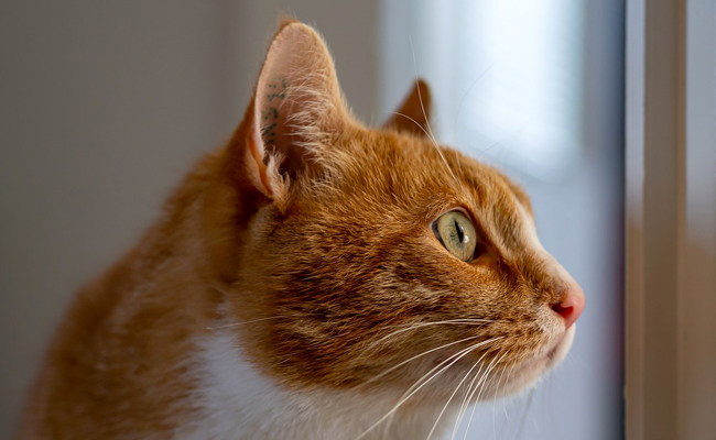 Mon chat sait ouvrir les portes : comment lui ôter cette mauvaise habitude ?