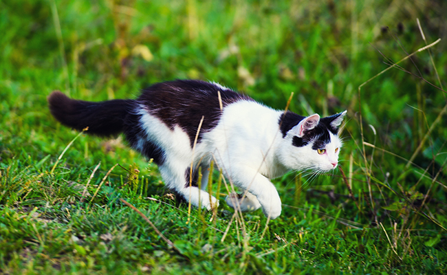 Est-il vrai qu’un chat peut se passer de manger pendant plusieurs jours ?