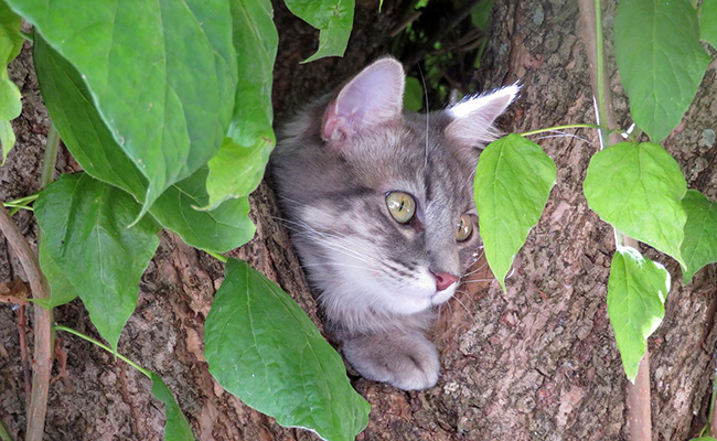 Le chat adore être en hauteur : vrai ou faux ?