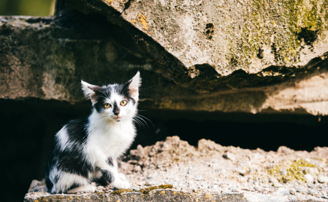 Chaton abandonné ou chat trouvé : comment réagir, que faire ?