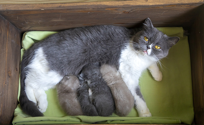 La chatte préférera rester avec ses petits indéfiniment : vrai ou faux ?