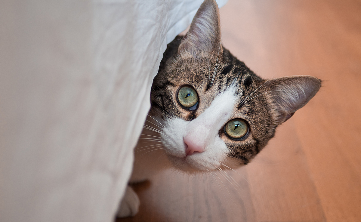 Comment savoir si son chat a peur ? 7 signes qui ne trompent pas !