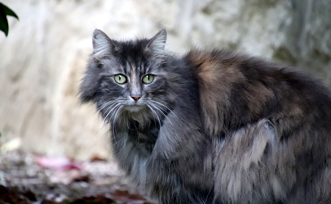 Mon chat a peur des autres chats : pourquoi ? Comment régler le problème ?