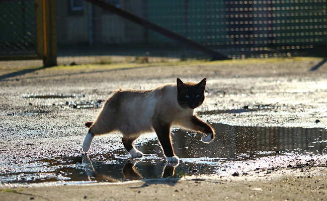 Mon chat a peur de l’eau : est-ce un comportement normal ?