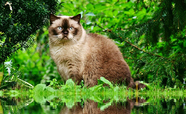 Pourquoi les chats n'aiment pas l'eau ?