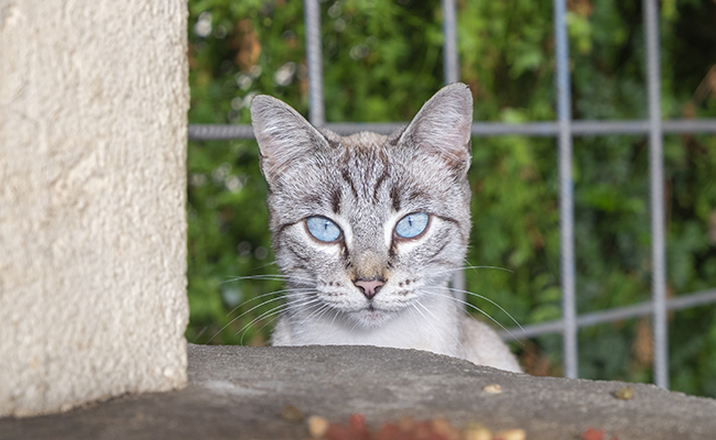 Mon chat a peur des enfants : que faire ?