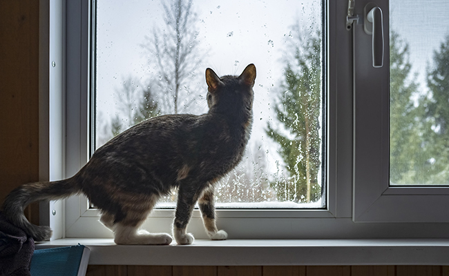 Mon chat a peur de l'orage : que faire ?