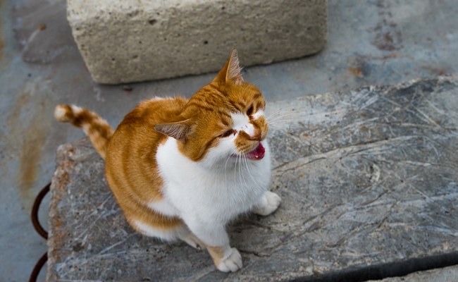 Pourquoi mon chat pleure ?