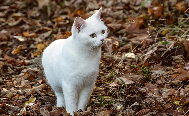 Un chat est toujours propre et toiletté : vrai ou faux ?