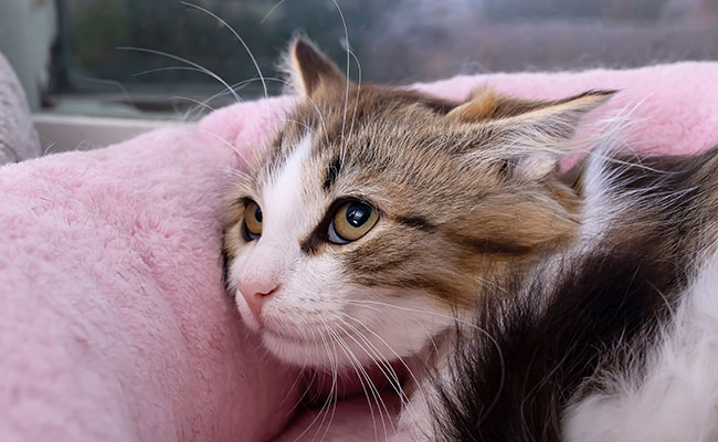 Mon chat reste prostré : pourquoi, est-ce grave ?