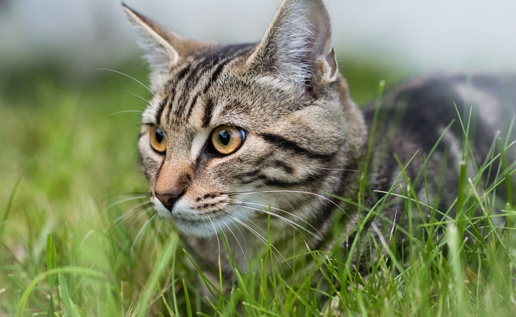 Comment savoir si un chat est pucé et donc doté d’une puce électronique ?