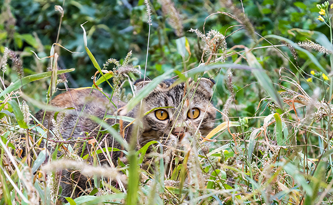 Le chat est-il utile pour combattre l'invasion de rats ?