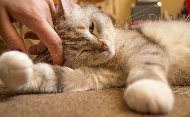 Comment récompenser ou punir un chat ?