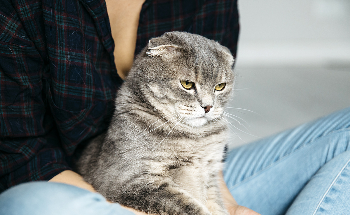 Mon chat refuse de manger : pourquoi ? Que faire ?