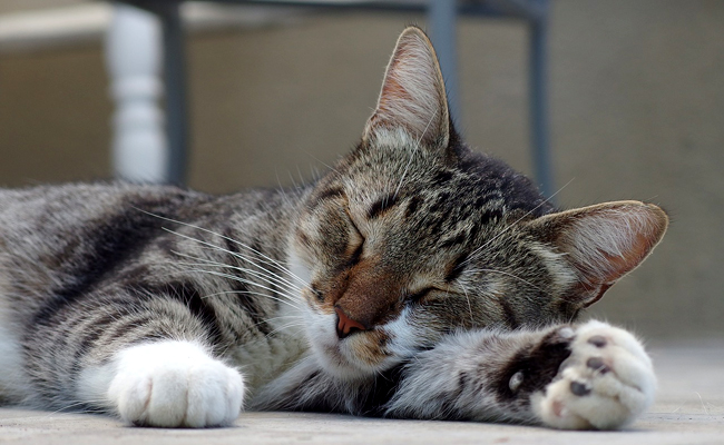 Mon chat ne ronronne jamais : pourquoi ? Est-il malheureux ?