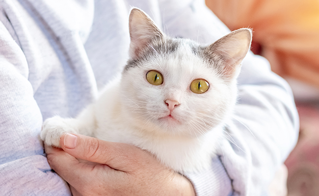 Pourquoi certains chats roucoulent ?