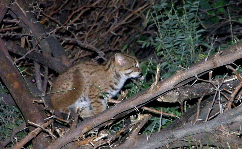 Chat rubigineux ou chat-léopard de l’Inde : qui est-il ? Où vit-il ?