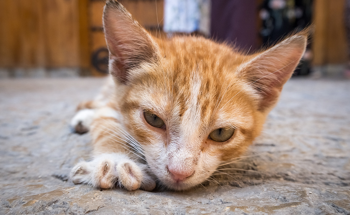 Mon chat a du sang dans ses urines : pourquoi ? Est-ce grave ?