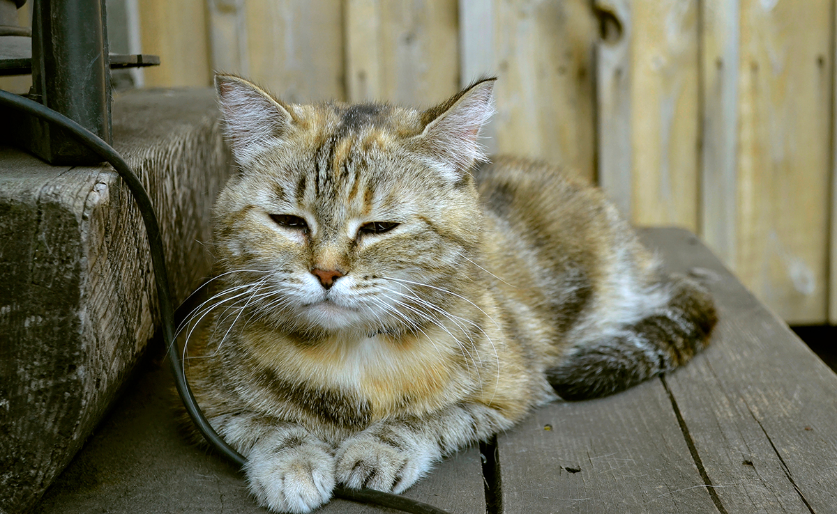 Chat sans dents : comment le nourrir ?