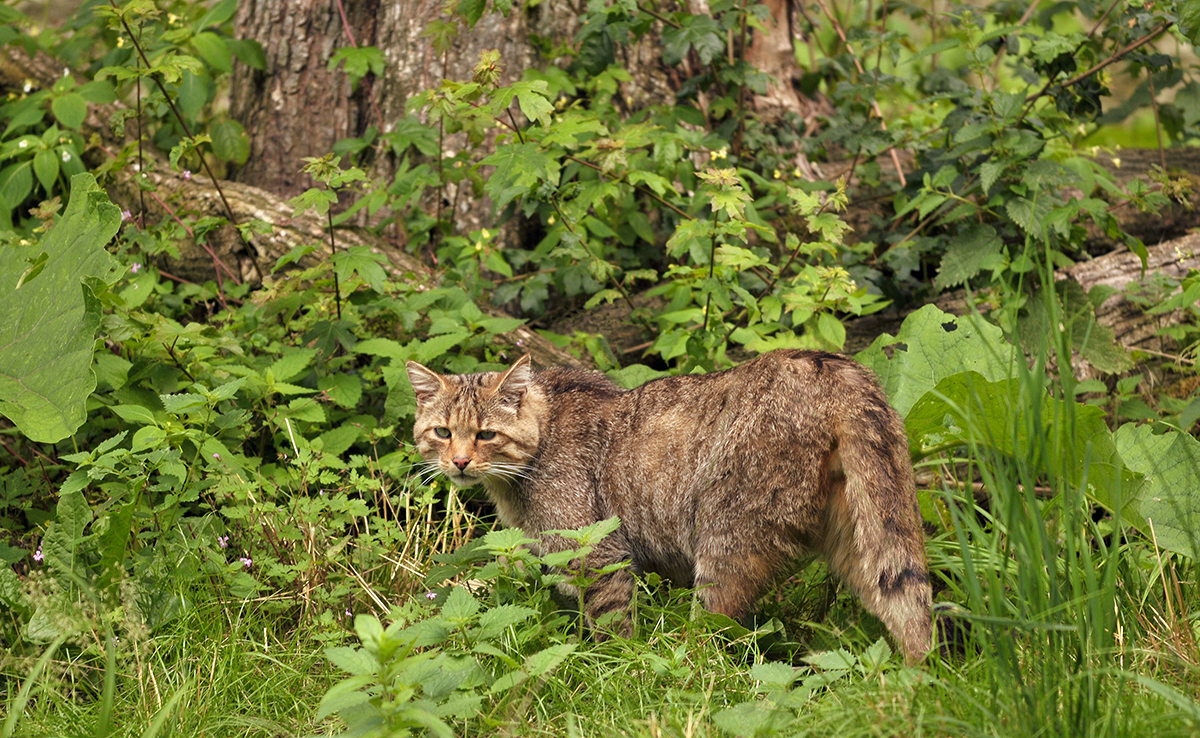 Un chat sauvage peut-il se reproduire avec un chat domestique ?