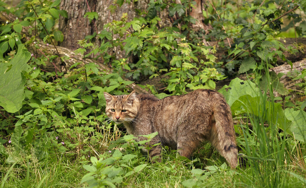 Que mange un chat à l’état sauvage ?