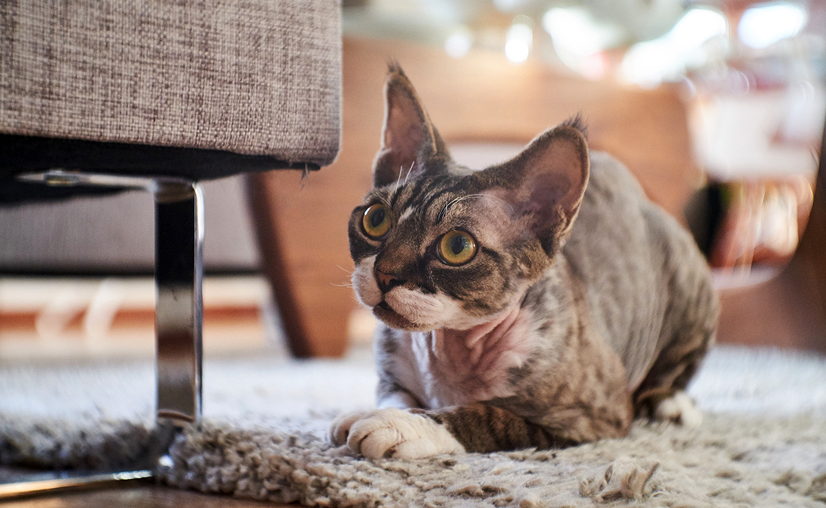 Pourquoi mon chat sent-il mauvais ?