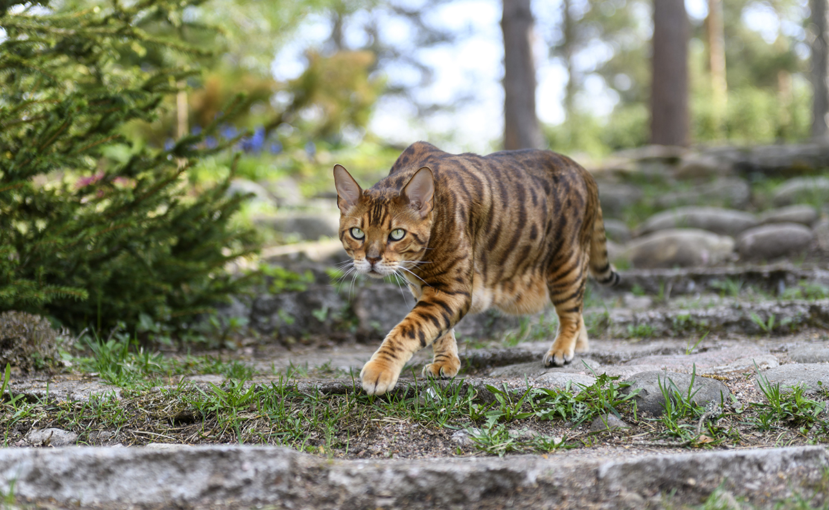 Comment fait le chat pour être silencieux quand il marche ?