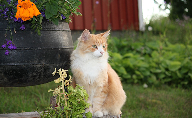 Le chat est un animal solitaire : vrai ou faux ?