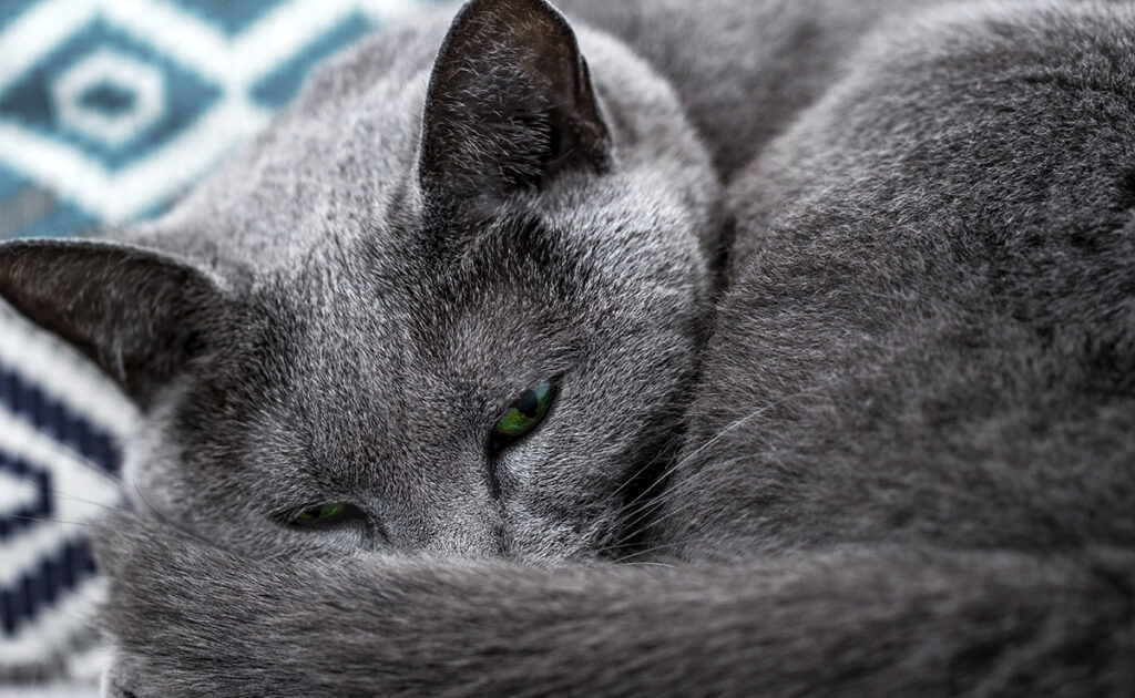 Mon chat tremble et a des spasmes en dormant : pourquoi ? Dois-je m'inquiéter ?