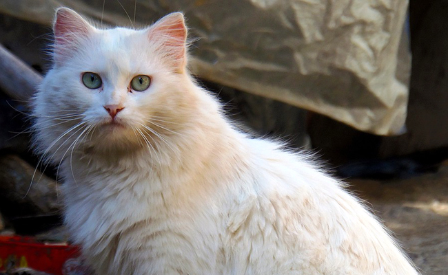 Chat stérilisé : faut-il adapter son alimentation ?