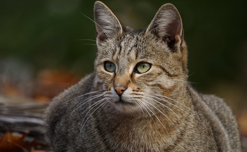 Un chat stérilisé prend du poids : vrai ou faux ?