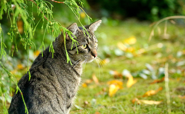 Comment le chat marque-t-il son territoire ?