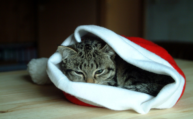 Mon chat adulte tète comme un chaton : pourquoi ?