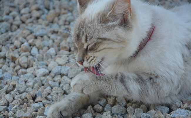 chat propre