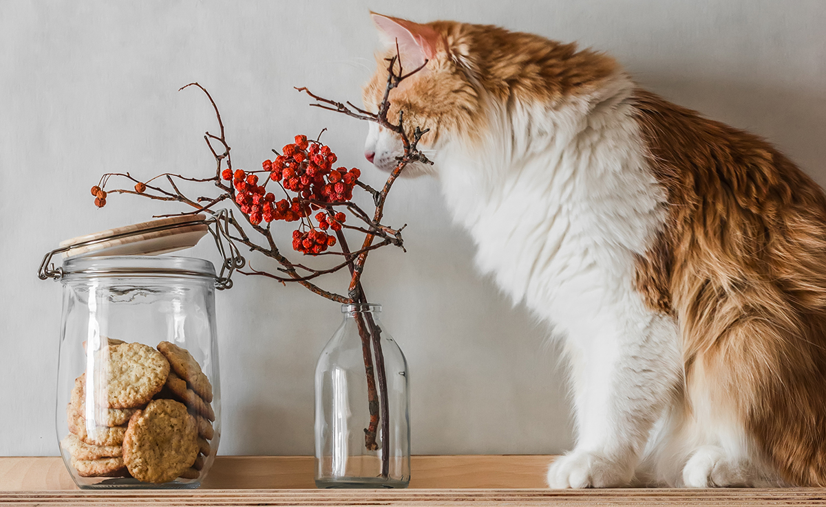 Pourquoi le chat fait volontairement tomber tous les objets à sa portée ?