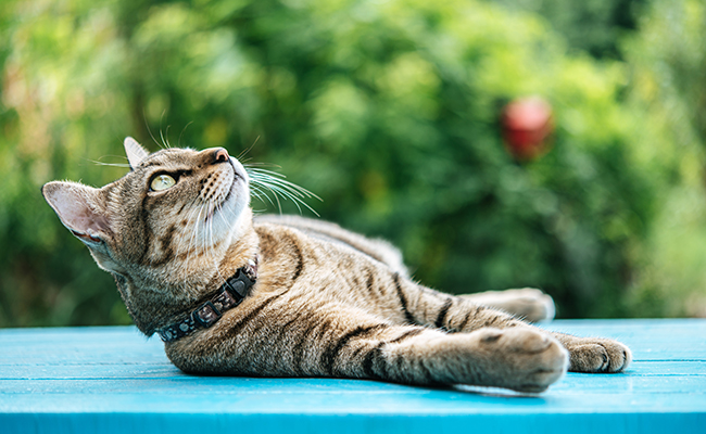 Le chat transpire-t-il ? Tout savoir sur la transpiration du chat !