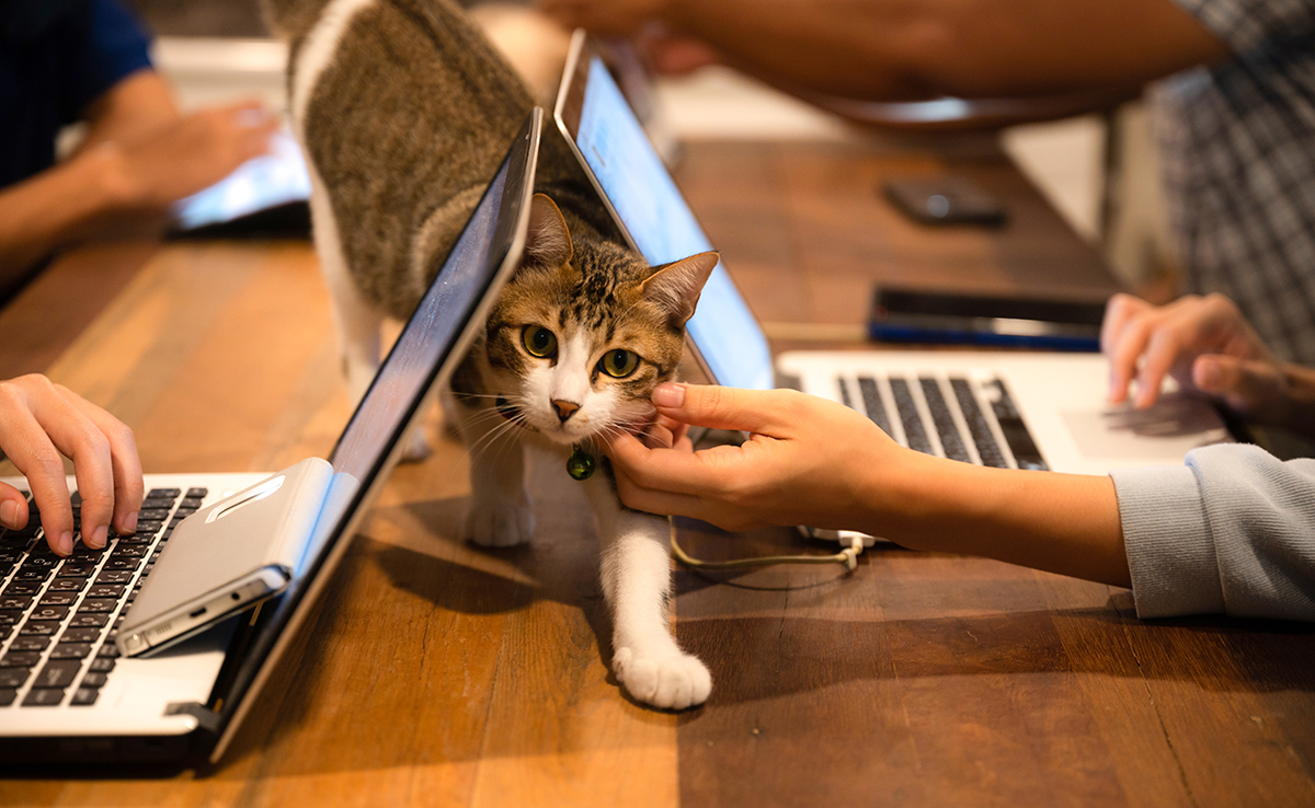 Emmener son chat au travail, pourquoi est-ce moins fréquent que son chien ?