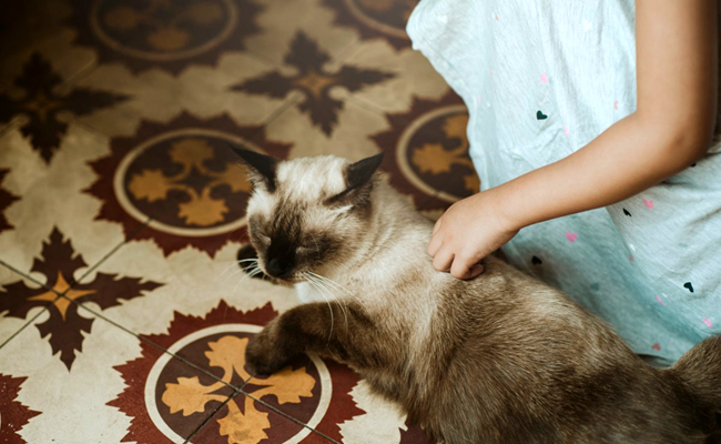 Pourquoi mon chat à le ventre gonflé ? Symptômes possibles et traitement