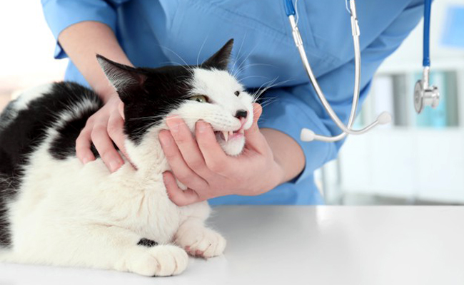 À quelle fréquence emmener son chat chez le vétérinaire ?