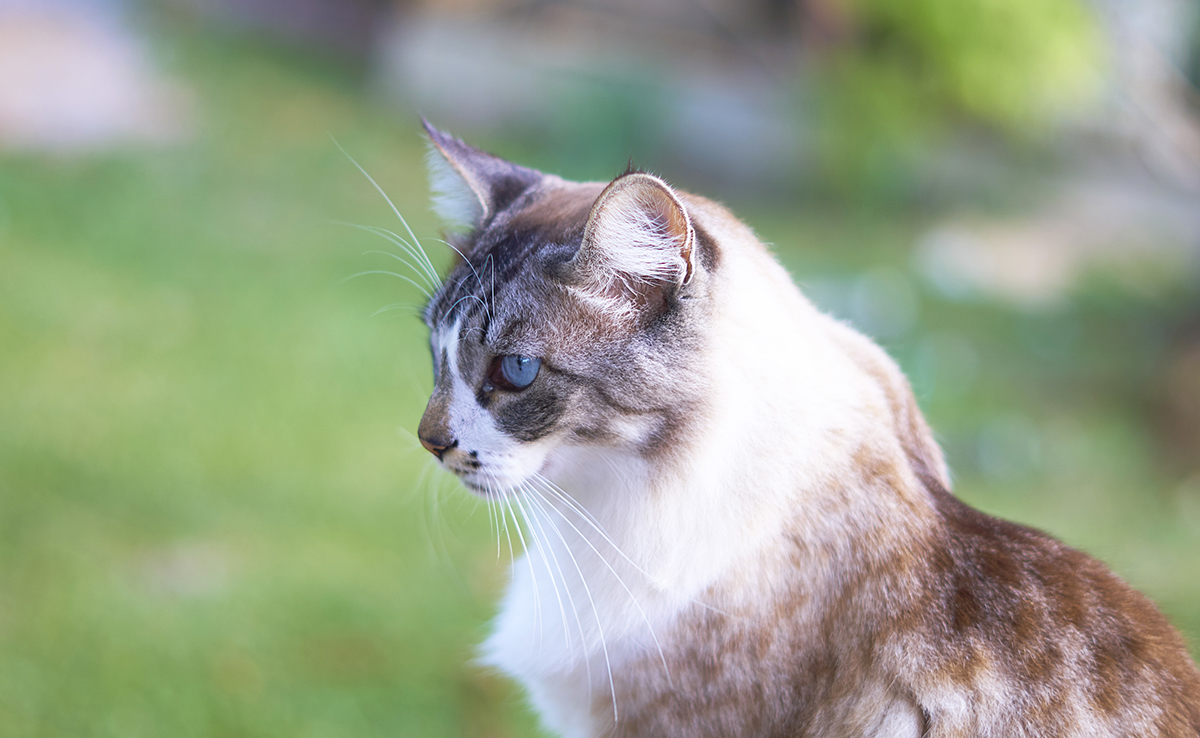 Comment le chat voit-il le monde qui l'entoure ?