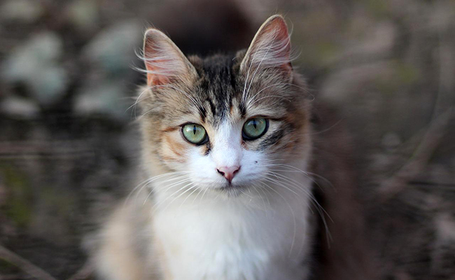 Le chat voit mal de près : vrai ou faux ?