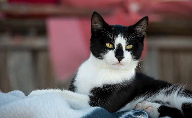 Le chat reconnaît-il la voix de son maître ?