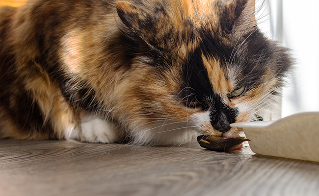 Il est normal que mon chat vomisse de temps en temps : vrai ou faux ?