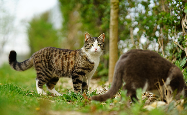 Le chat est-il vraiment dangereux pour la diversité ?