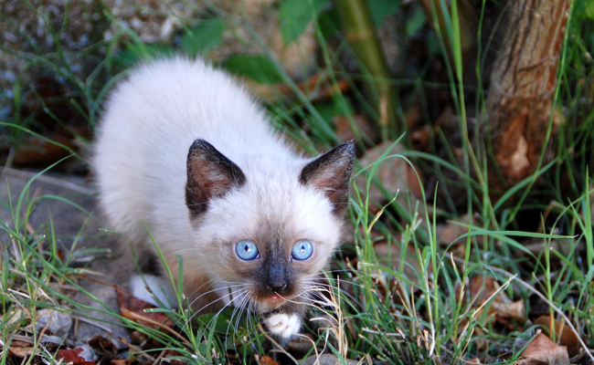 Adopter un chaton : où, quand, comment, quelle responsabilité ?