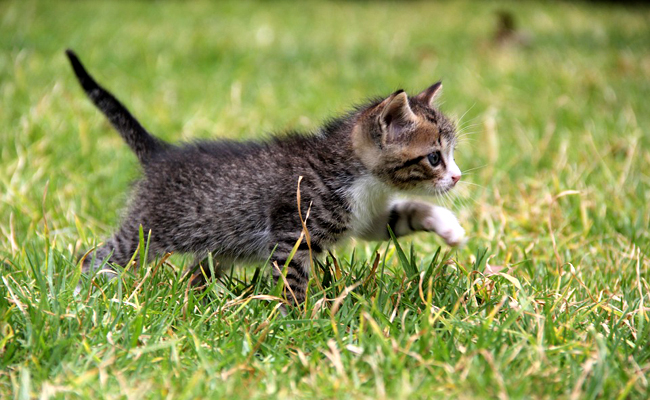 Peut-on connaitre le futur caractère d'un chaton ?